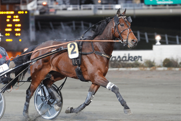 PreVet Stall Svensk Travsport